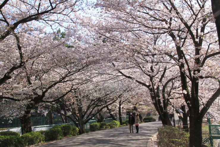 大宮公園【お花見】