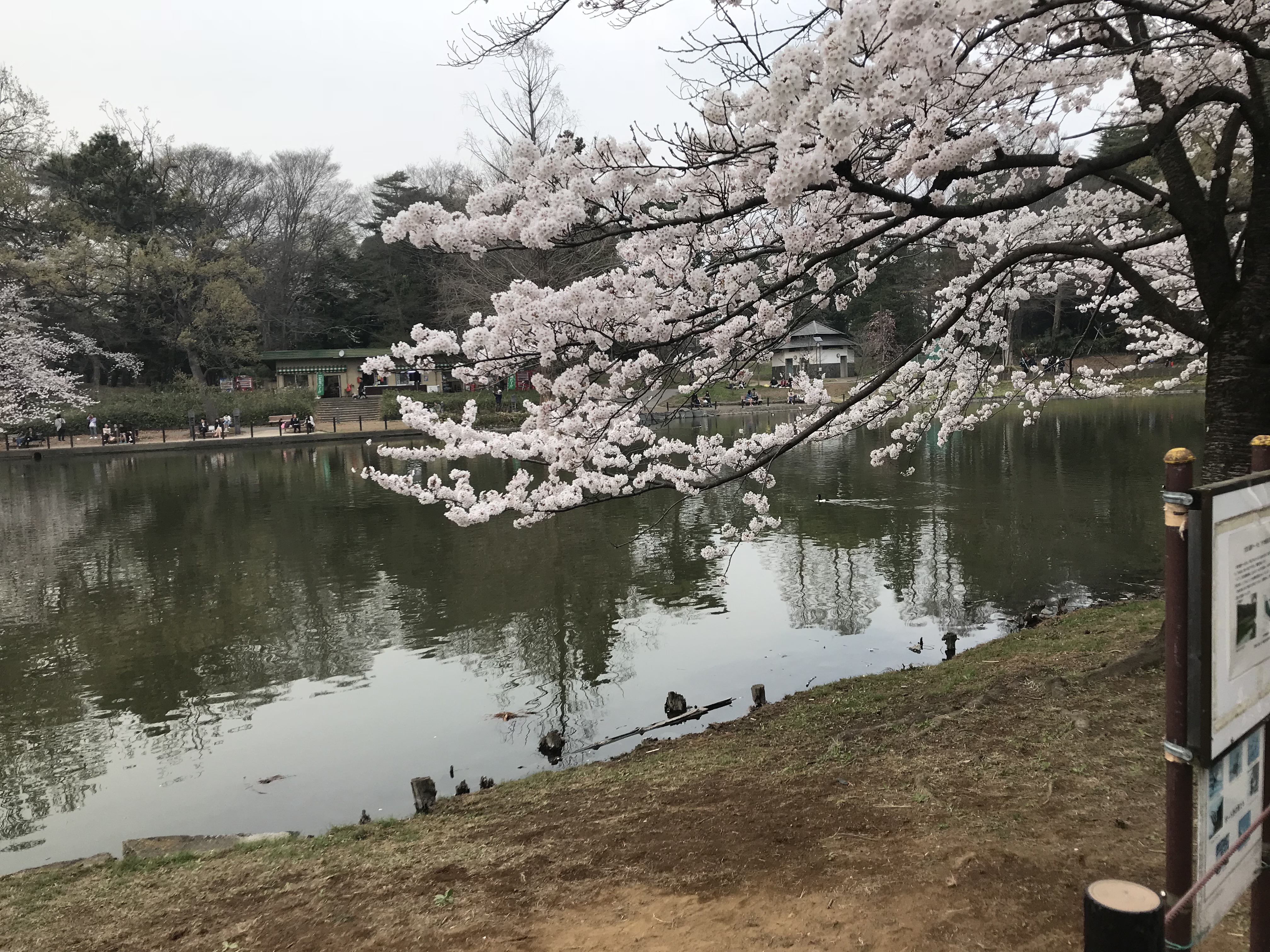 大宮公園【お花見】