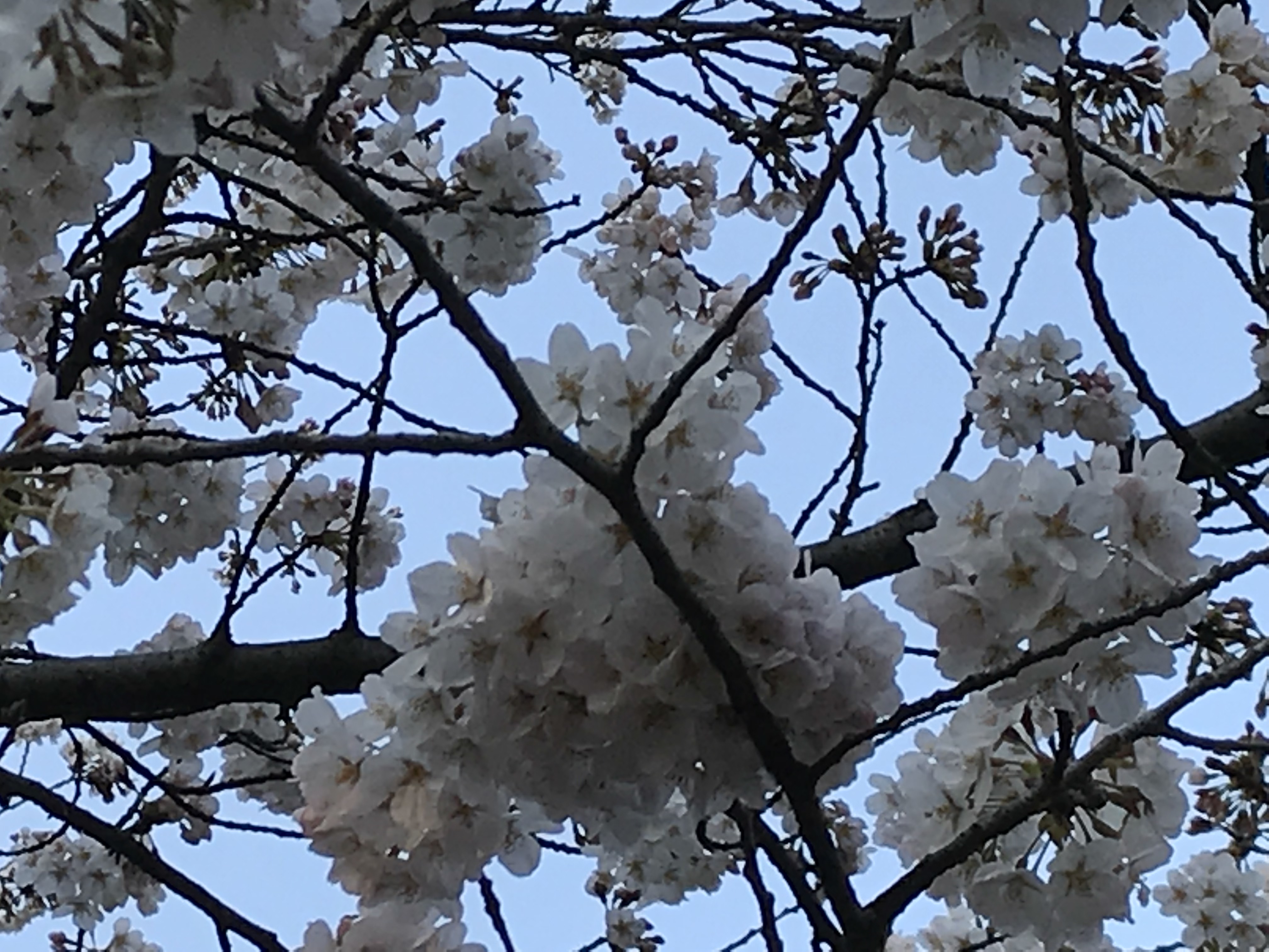 大宮公園【お花見】