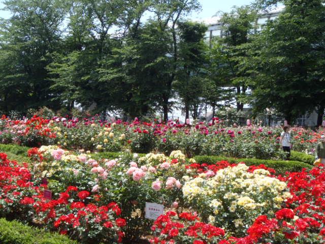 与野公園【お花見】