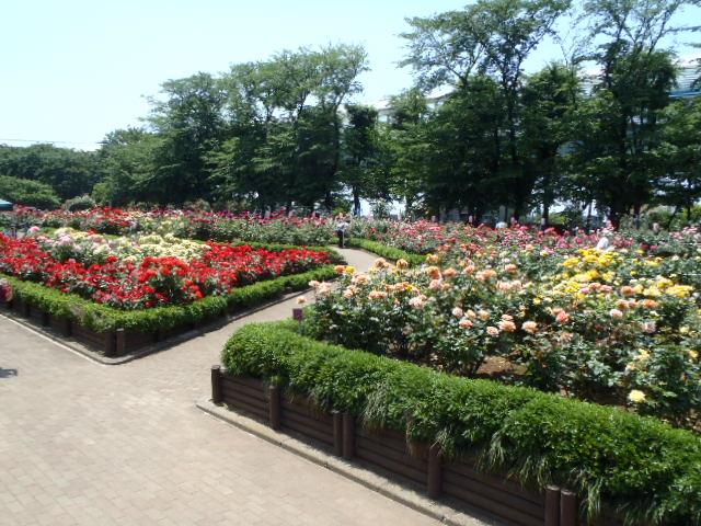 与野公園【お花見】