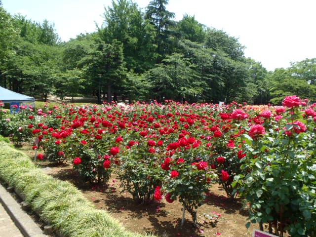 与野公園【お花見】