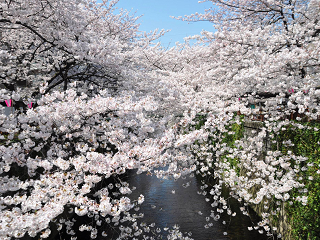 目黒川【お花見】