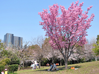 西郷山公園【お花見】