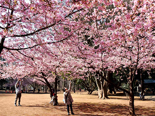 林試の森公園【お花見】