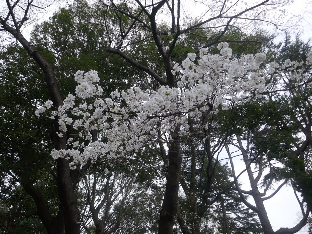 林試の森公園【お花見】