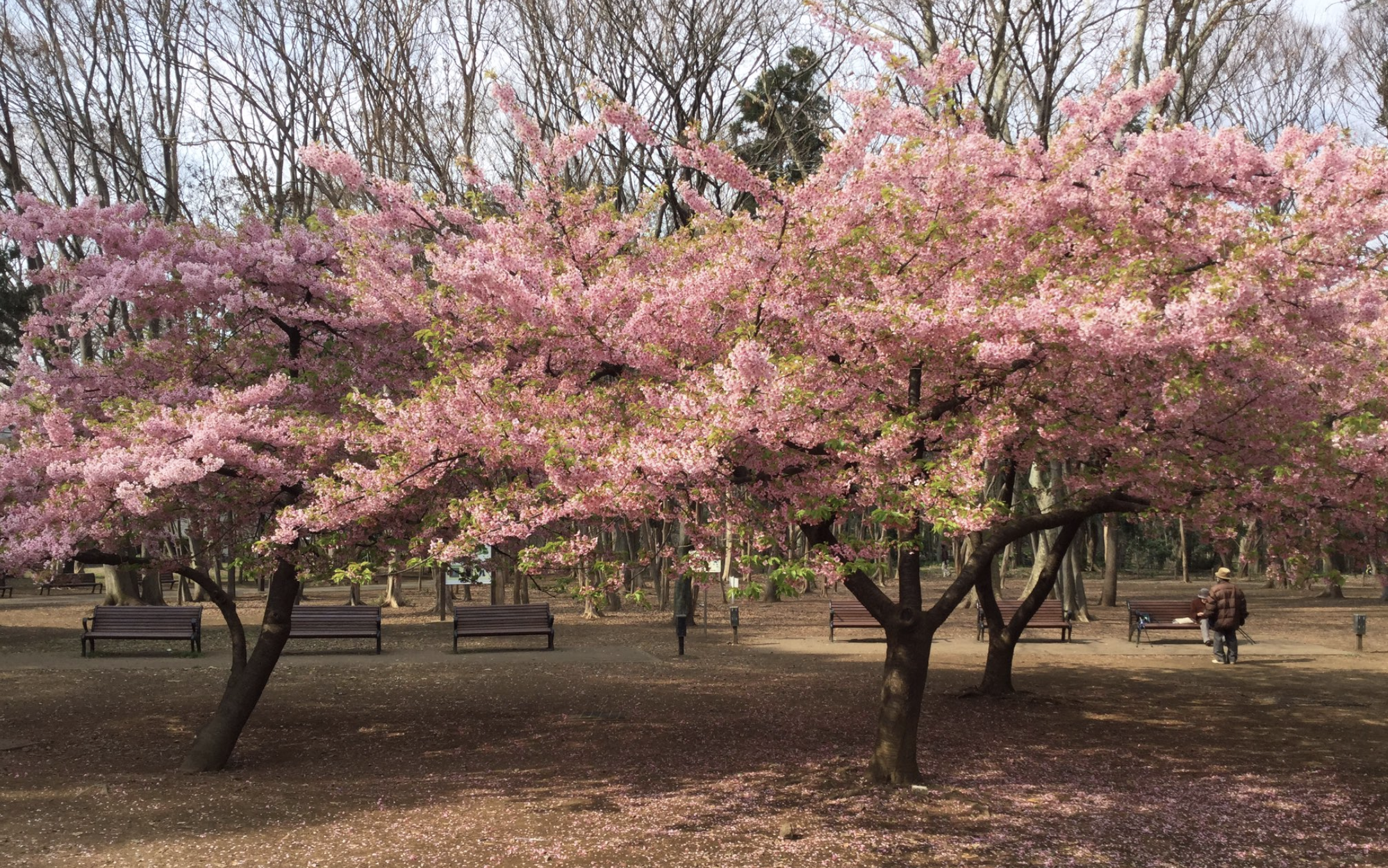 林試の森公園【お花見】