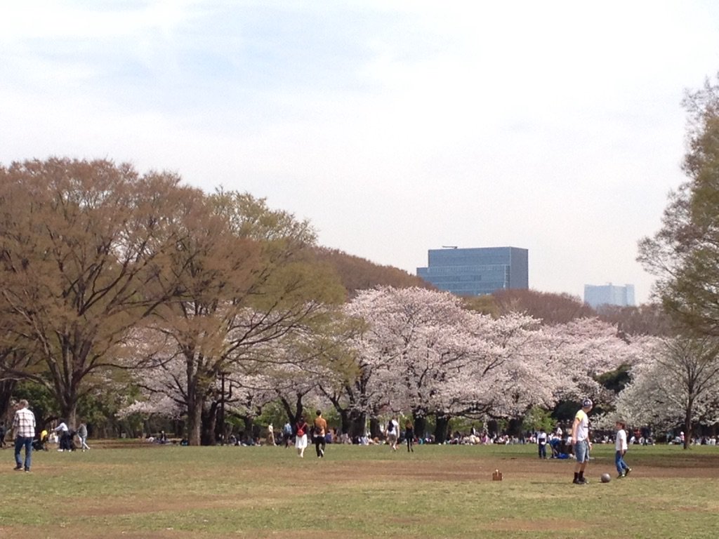 都立代々木公園【お花見】