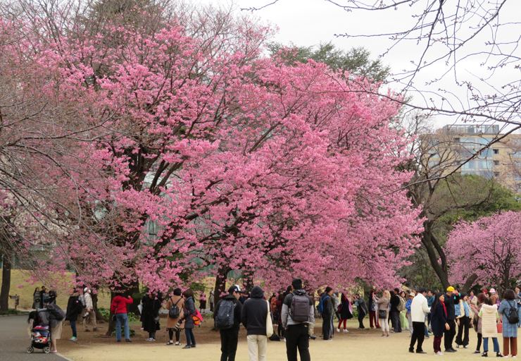 新宿御苑【お花見】