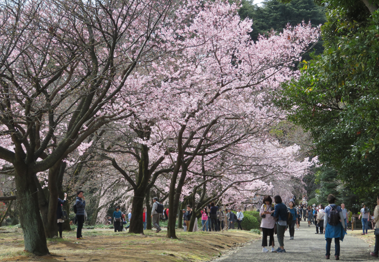 新宿御苑【お花見】