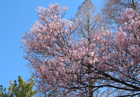 新宿御苑【お花見】