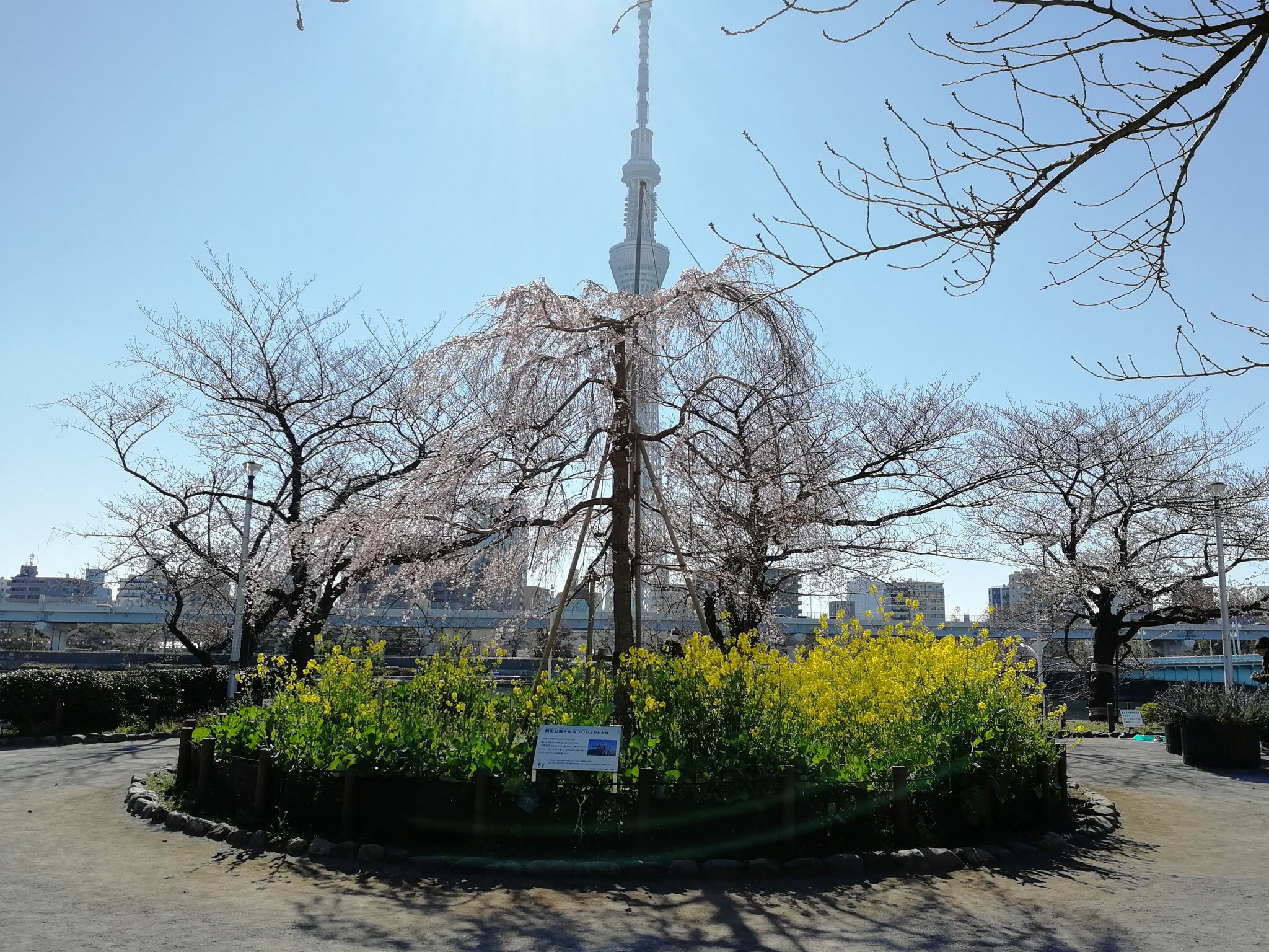 隅田公園【お花見】