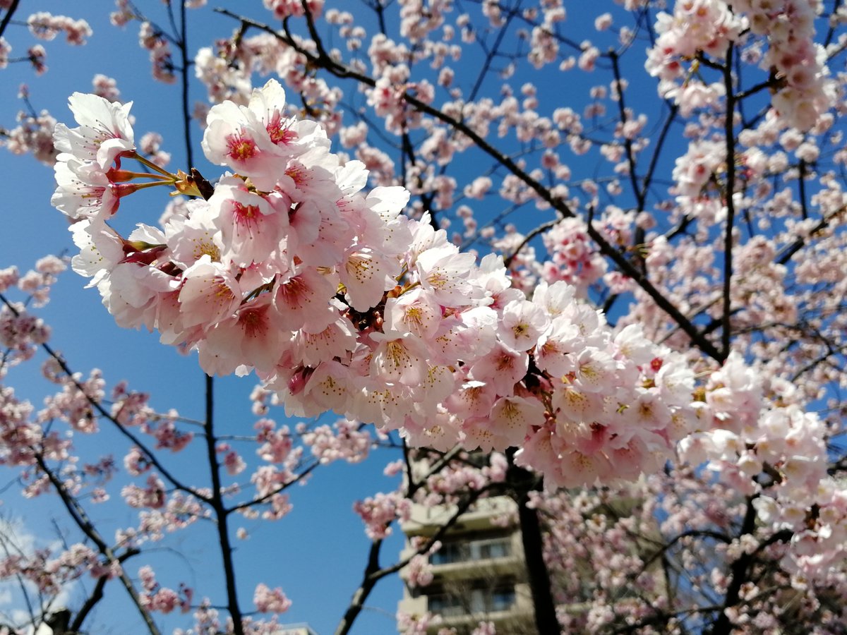 隅田公園【お花見】