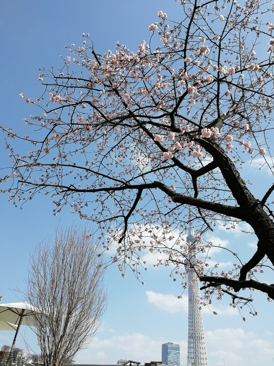 隅田公園【お花見】