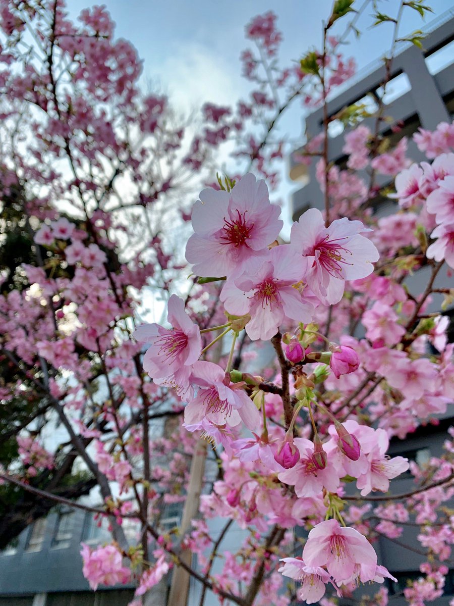 隅田公園【お花見】