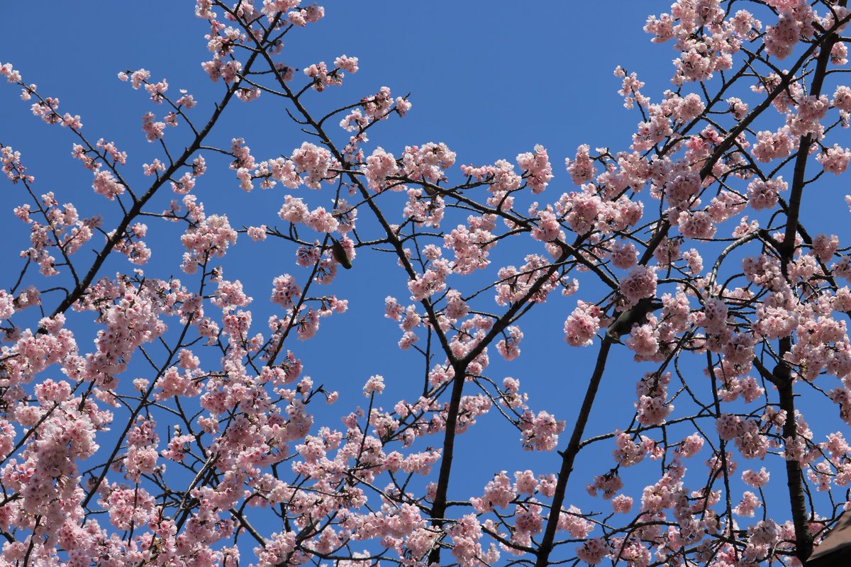 日比谷公園【お花見】