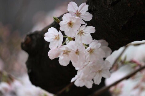 日比谷公園【お花見】