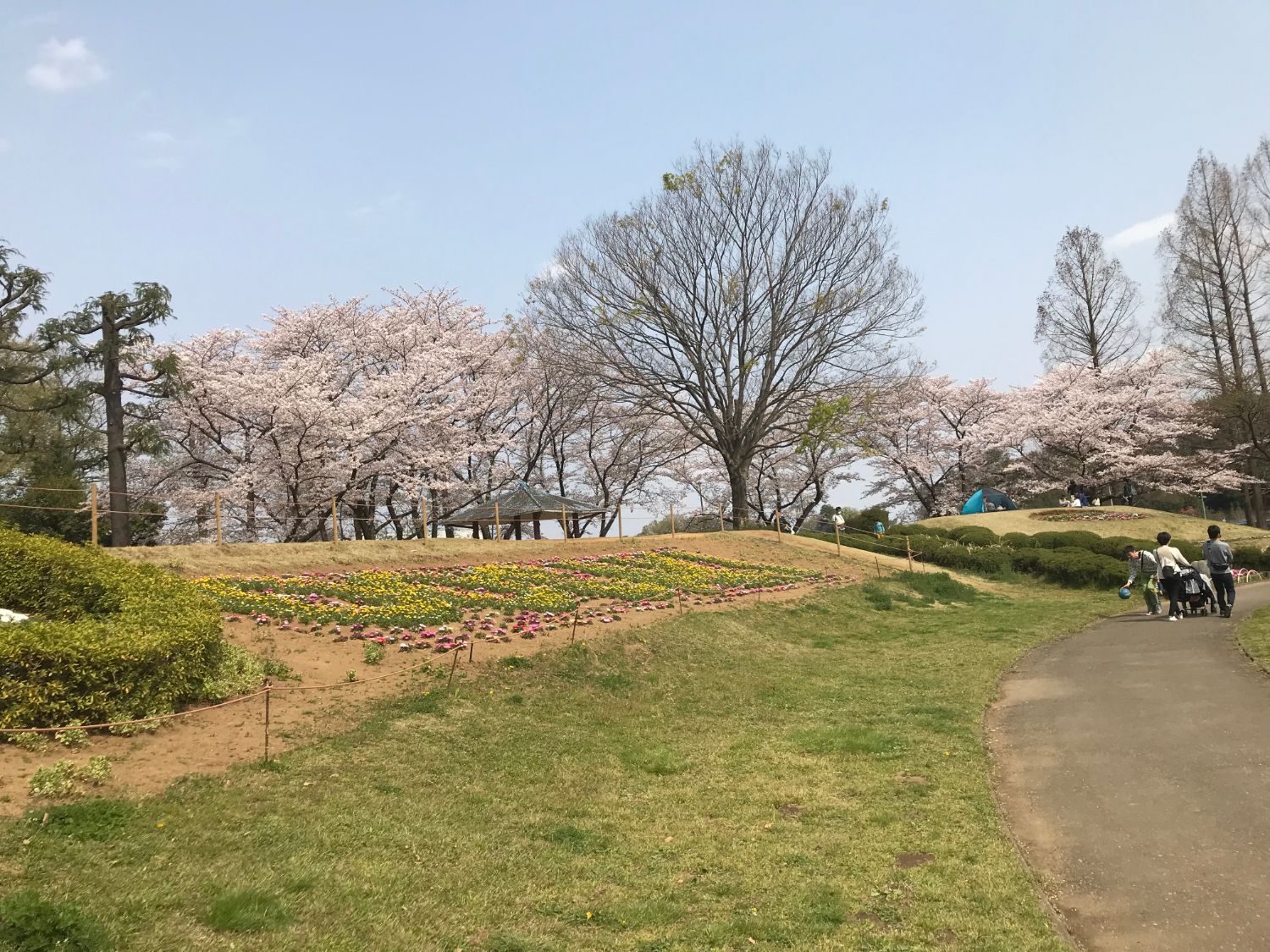 大崎公園【お花見】