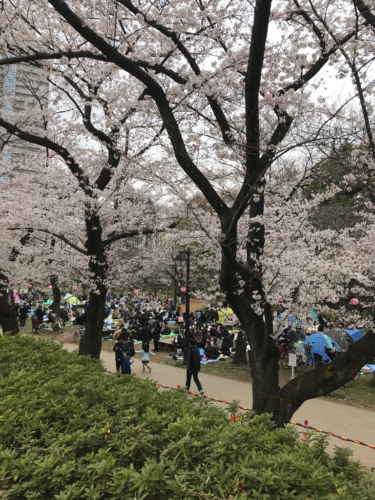 都立浮間公園【お花見】