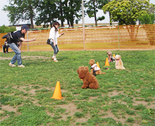 道満ドッグラン