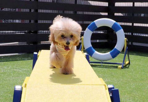 愛犬ヴィレッジドッグラン