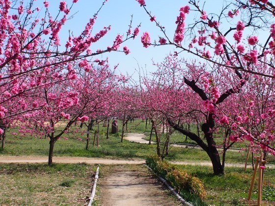 古河公方公園(古河総合公園)