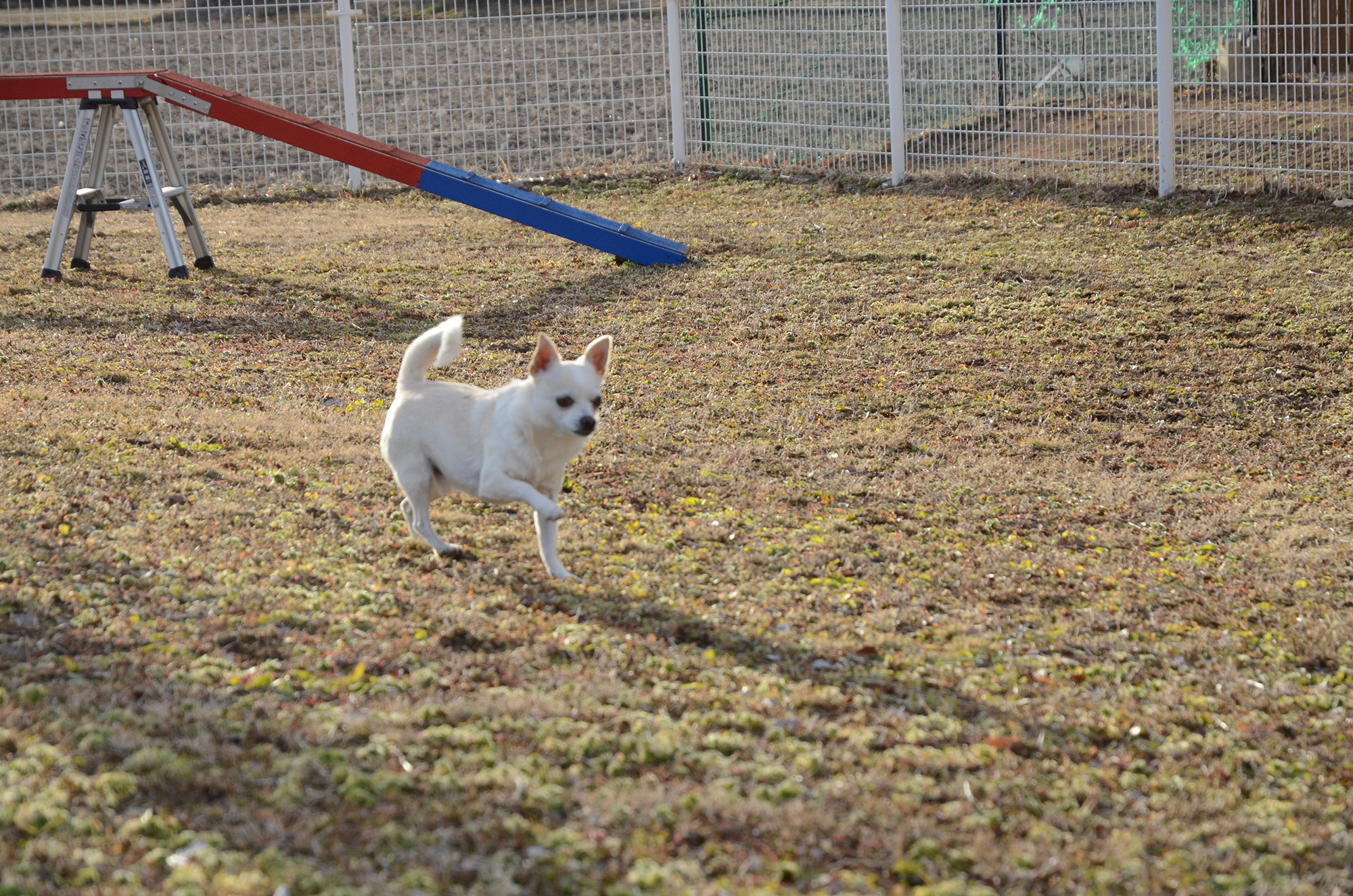 那須貸切ドッグラン＆キャンピング『ワンコが主役』