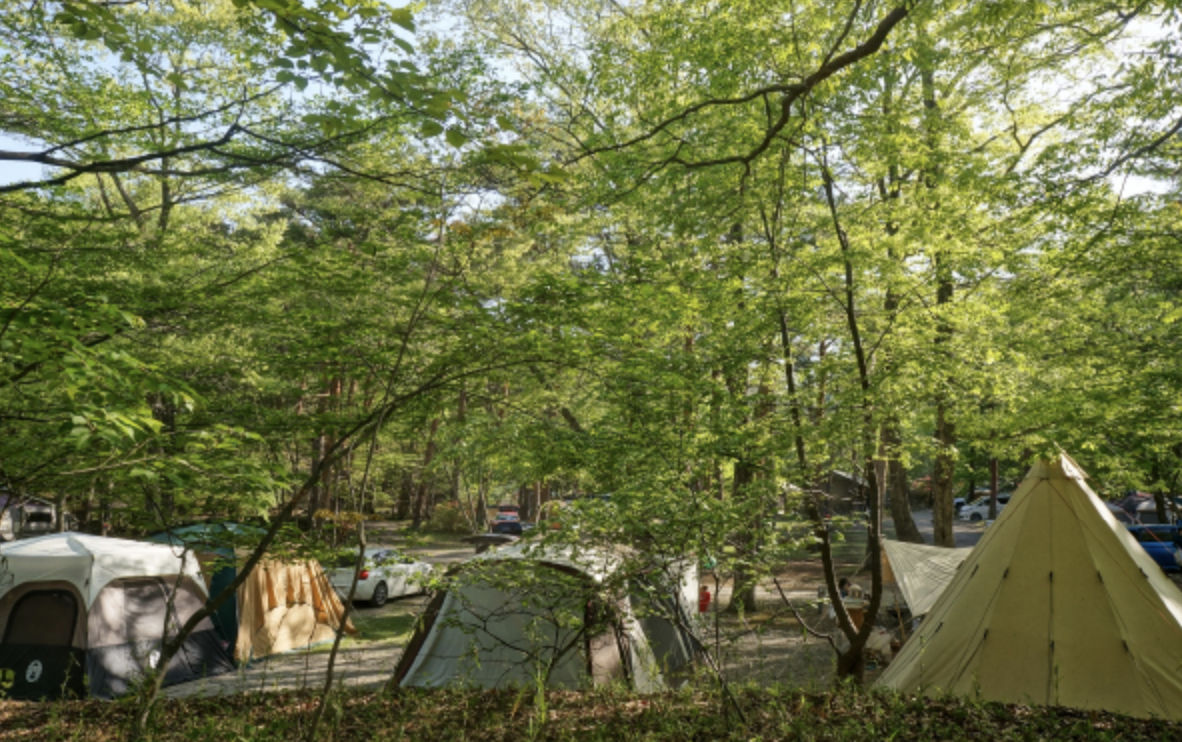 キャンプラビット