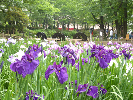 しょうぶ沼公園