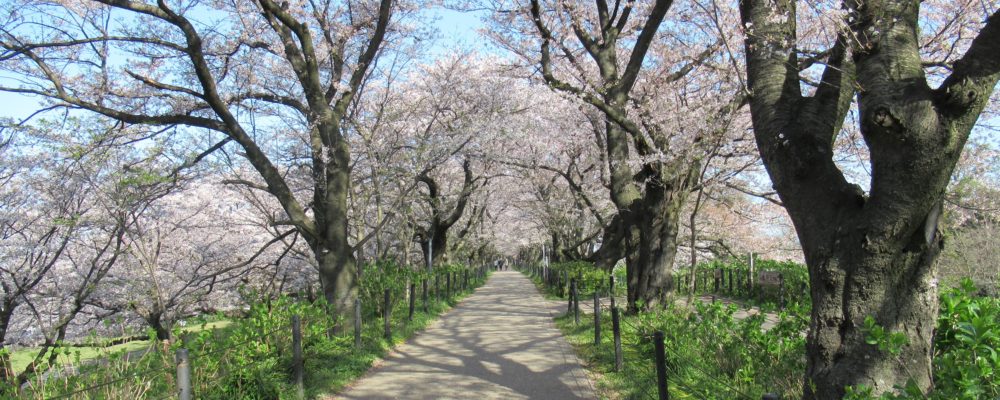 幸手権現堂桜堤【権現堂公園】