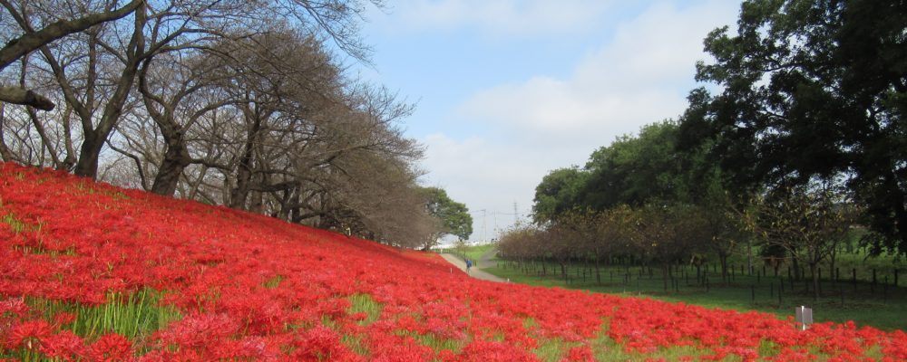 幸手権現堂桜堤【権現堂公園】